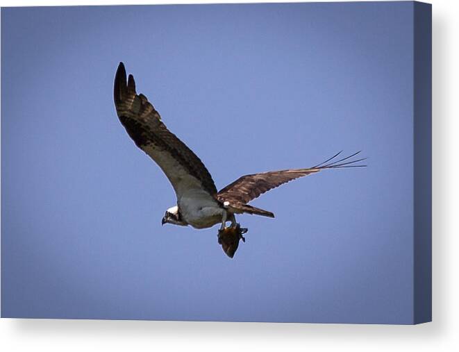 Osprey Canvas Print featuring the photograph Osprey Carrying Fish by Gregory Daley MPSA