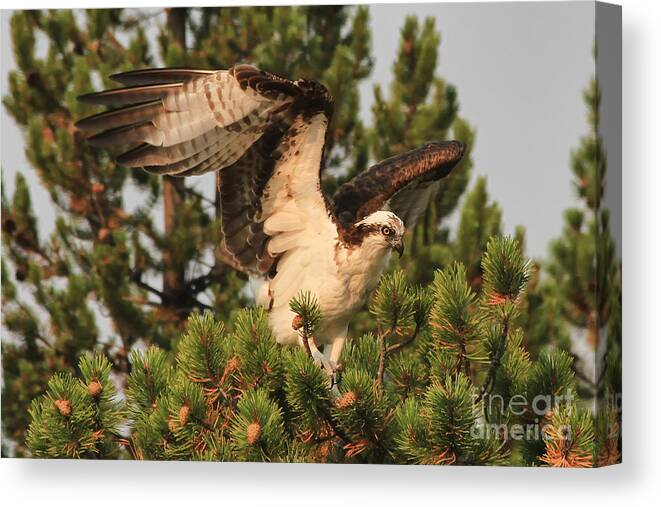 Bird Canvas Print featuring the photograph Osprey in Yellowstone by Teresa Zieba