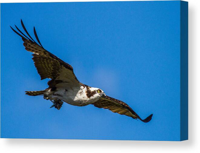 Animal Canvas Print featuring the photograph Osprey with its little pray by Andres Leon