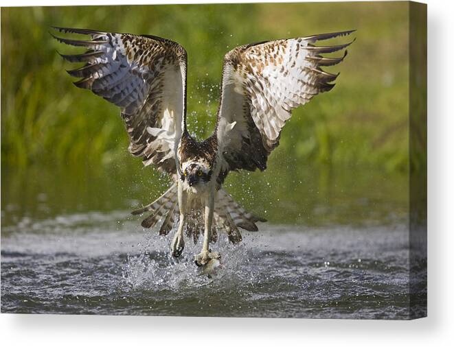Flpa Canvas Print featuring the photograph Osprey With Trout In Talons Finland by Dickie Duckett