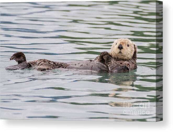 Otter Canvas Print featuring the photograph Otterly Adorable by Chris Scroggins