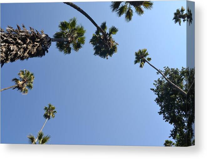 Palm Trees Canvas Print featuring the photograph Our Point of View by Kiros Berhane