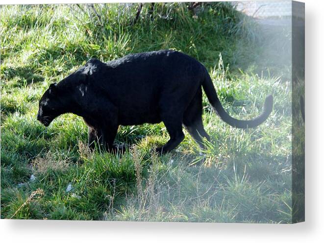 Out Of Africa Canvas Print featuring the photograph Out of Africa Black Panther by Phyllis Spoor