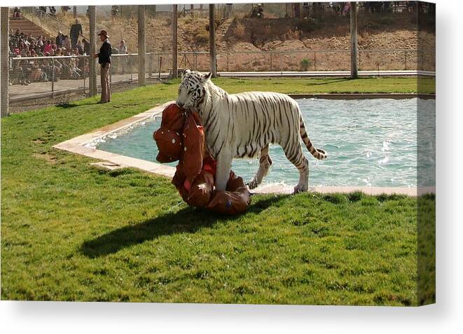 Tiger Canvas Print featuring the photograph Out of Africa Tiger Splash 2 by Phyllis Spoor