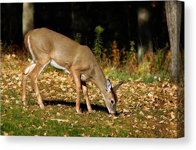Deer Canvas Print featuring the photograph Whitetail Out Of The Woods by Christina Rollo