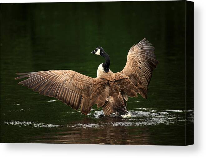 Goose Canvas Print featuring the photograph Outstretched Wings by Karol Livote