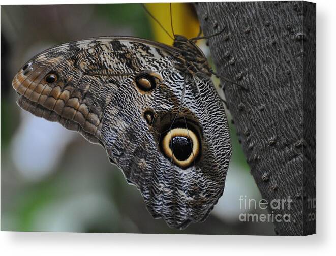 Owl Butterfly Canvas Print featuring the photograph Owl Butterfly by Bianca Nadeau