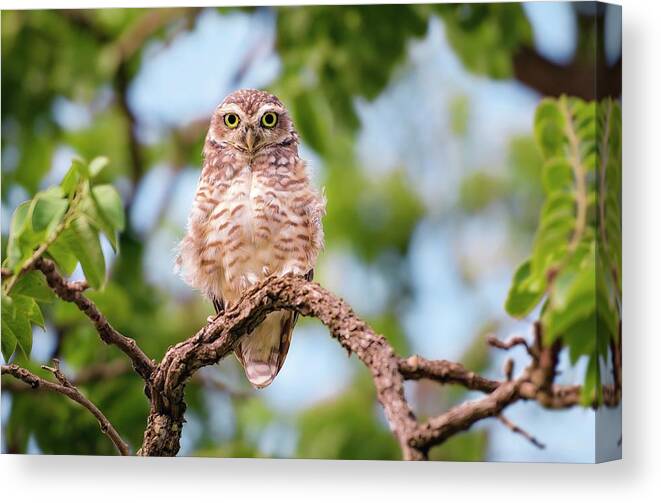 One Animal Canvas Print featuring the photograph Owl by Ktsdesign