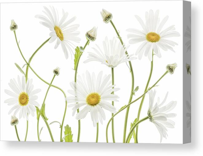 Daisy Canvas Print featuring the photograph Ox Eye Daisies by Mandy Disher