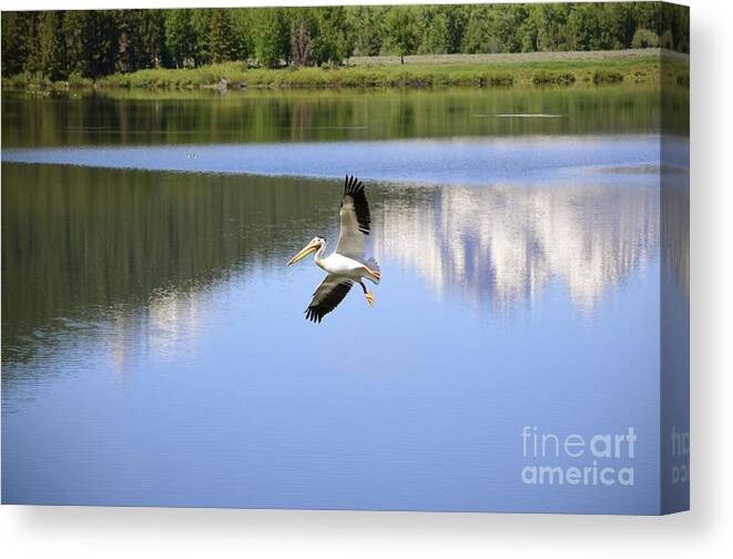 Grand Teton National Park Photographs Canvas Print featuring the photograph Oxbow Landing by Johanne Peale