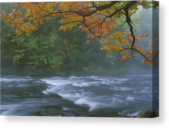 Color Image Canvas Print featuring the photograph Oxtongue River Provincial Park, Dwight by Doug Hamilton