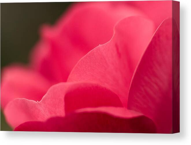 Rose Canvas Print featuring the photograph P is for Pink by Craig Szymanski