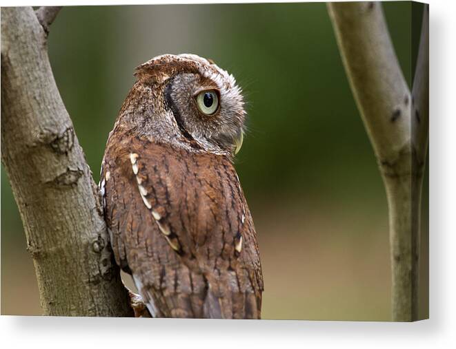 Nature Canvas Print featuring the photograph Pablo the Screech Owl by Arthur Dodd