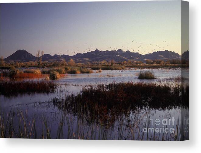 Animal Canvas Print featuring the photograph Pacific Flyway by Ron Sanford