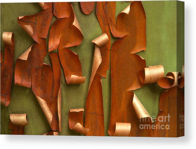 Plant Canvas Print featuring the photograph Pacific Madrone Tree Bark by Ron Sanford