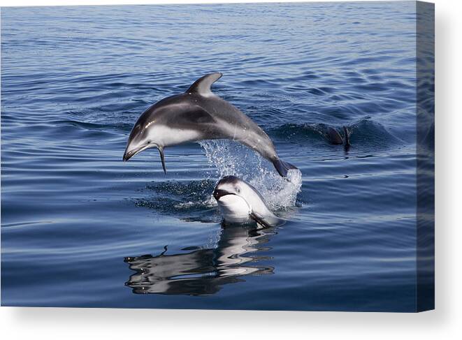 534187 Canvas Print featuring the photograph Pacific White-sided Dolphins Jumping At by Richard Herrmann