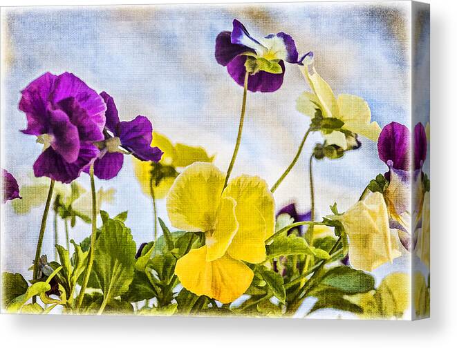 Pansies Canvas Print featuring the photograph Painted Pansies by Cathy Kovarik