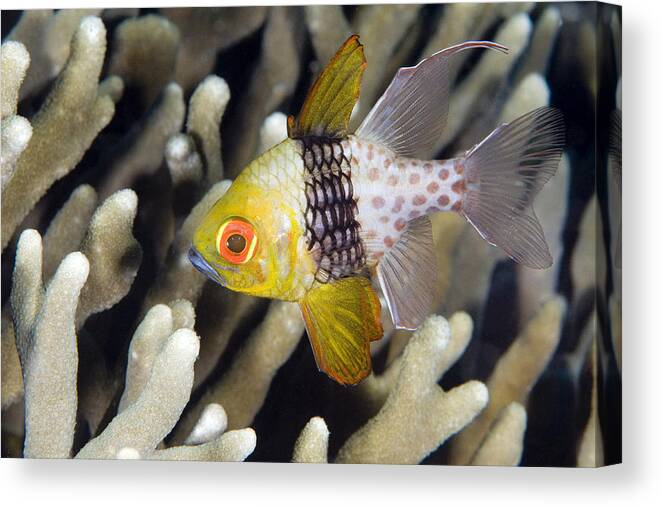 Nis Canvas Print featuring the photograph Pajama Cardinalfish Bali Indonesia by Dray van Beeck