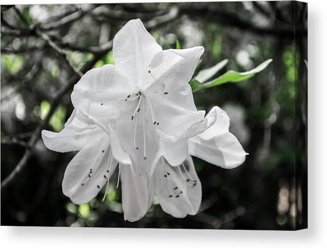 Low Color Canvas Print featuring the photograph Pale Beauty by Shannon Harrington