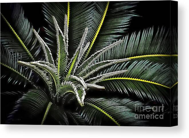 Palm Canvas Print featuring the photograph Palm Fronds 412 by Walt Foegelle