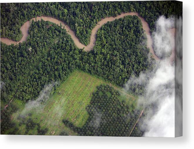 Tropical Rainforest Canvas Print featuring the photograph Palm Oil Plantation by Photography by Mangiwau