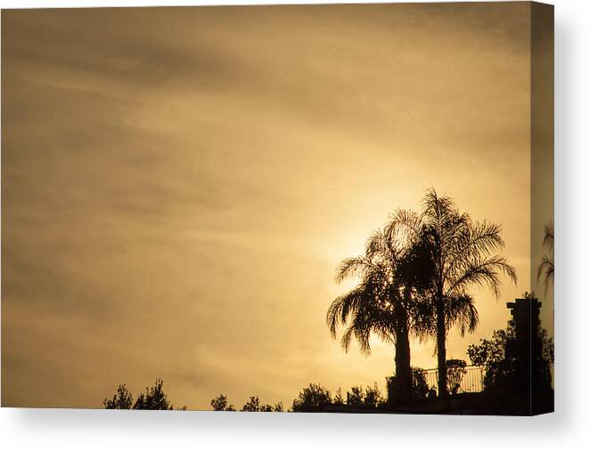 Palm Trees Canvas Print featuring the photograph Palm Trees Sunset over at Sea of Galilee by Richard Nowitz