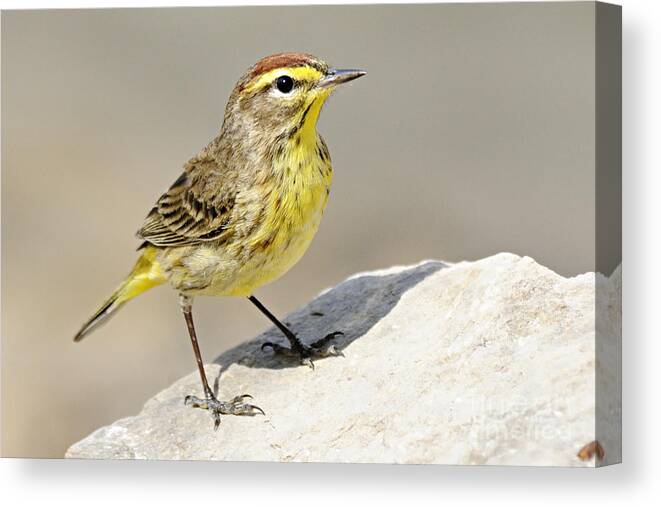 Photography Canvas Print featuring the photograph Palm Warbler by Larry Ricker
