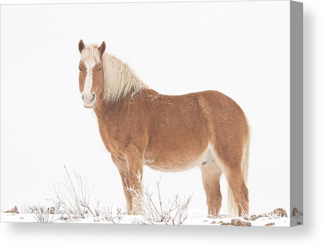 Palomino Canvas Print featuring the photograph Palomino Horse in the Snow by James BO Insogna