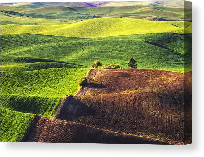 Wheat Canvas Print featuring the photograph Palouse in Contrast by Mark Kiver