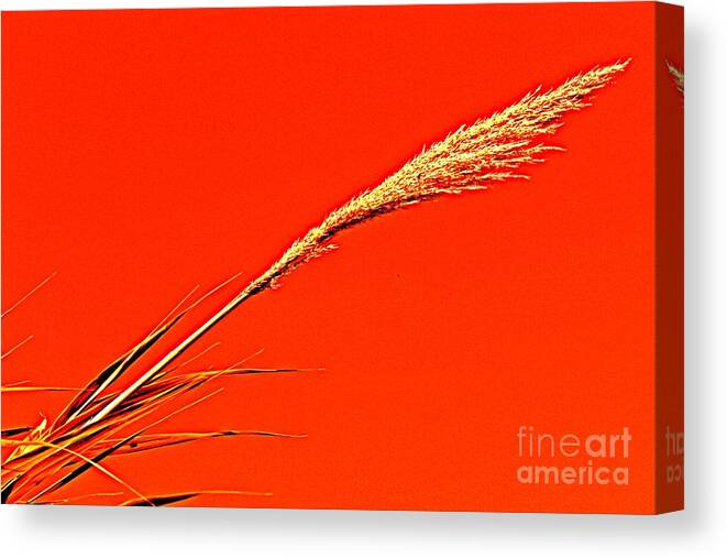 Pampas Canvas Print featuring the photograph Pampas Grass Red by Clare Bevan