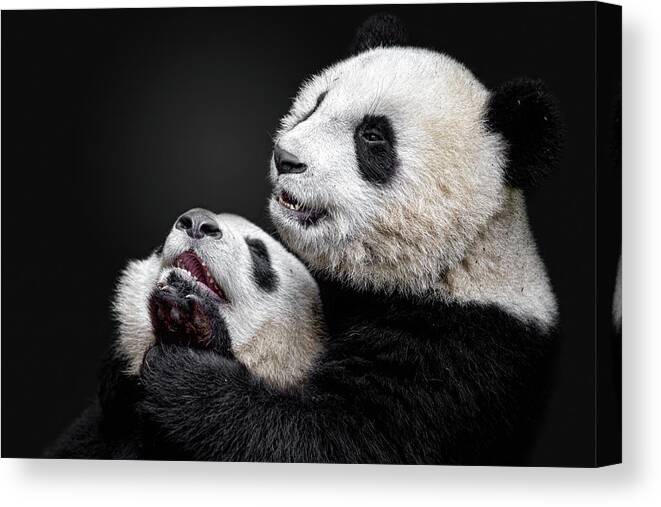 Panda Canvas Print featuring the photograph Pandas by Alessandro Catta