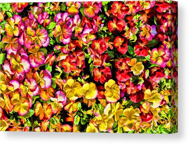 Pansy Canvas Print featuring the photograph Pansies Galore by Jeanne May