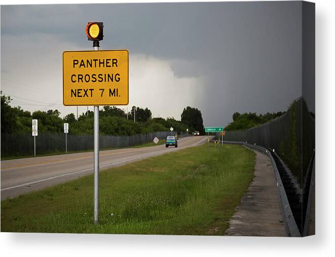 Florida Panther Canvas Print featuring the photograph Panther Warning Sign by Jim West