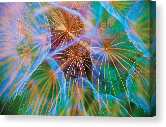Floral Photographs Canvas Print featuring the photograph Parachute Time by David Davies