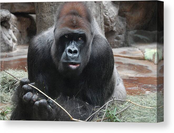 Primate Canvas Print featuring the photograph Party Animal by Dyle  Warren