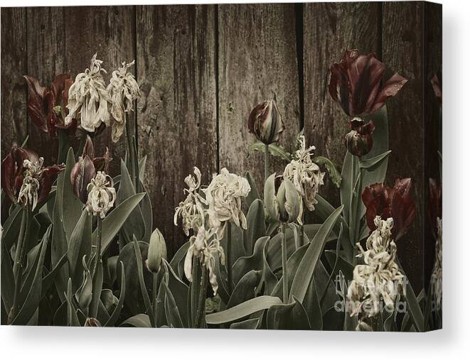 Tulips Canvas Print featuring the photograph Past it's prime by Inge Riis McDonald