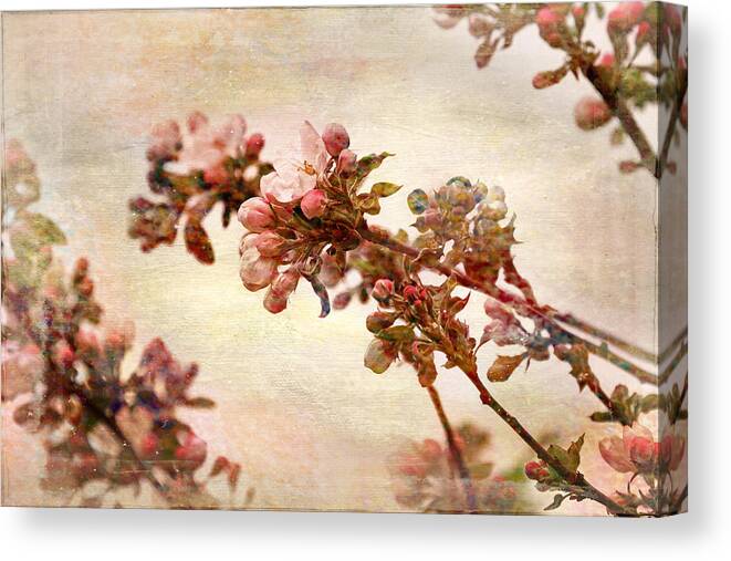 Blossoms Canvas Print featuring the photograph Pastel Blossoms in Spring by Peggy Collins