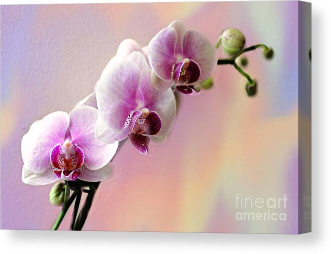 Orchid Canvas Print featuring the photograph Pastel Rainbow Orchid by Judy Palkimas