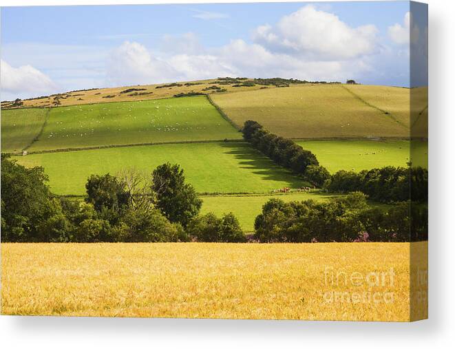 Agriculture Canvas Print featuring the photograph Pastoral Scene by Diane Macdonald