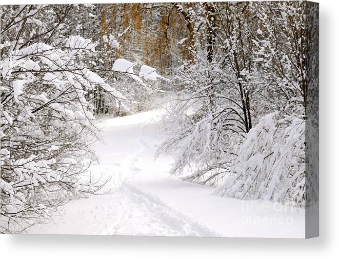 Winter Canvas Print featuring the photograph Path in winter forest 5 by Elena Elisseeva