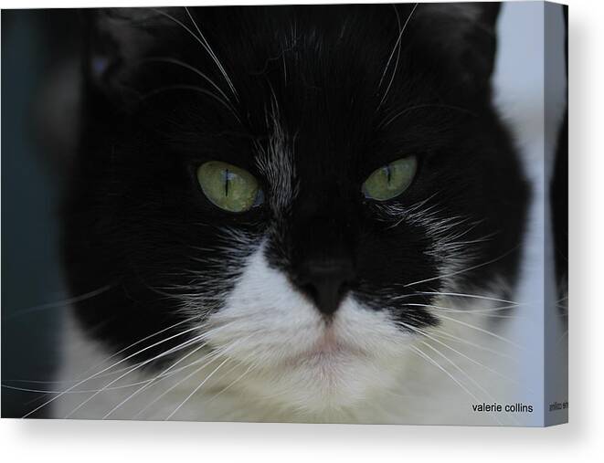 Tuxedo Canvas Print featuring the photograph Green Eyes of a Tuxedo Cat by Valerie Collins