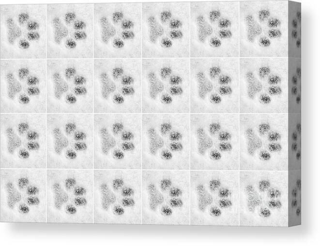 Black And White Canvas Print featuring the photograph Paw Prints in the Snow by Natalie Kinnear
