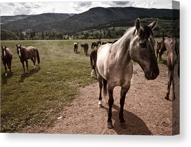 Horse Canvas Print featuring the photograph Pay Attention To Me by Monte Arnold