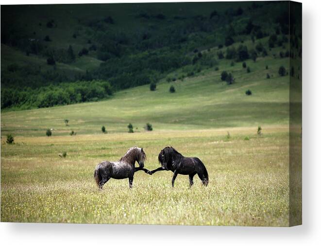 Horse Canvas Print featuring the photograph Peace by Vedran Vidak