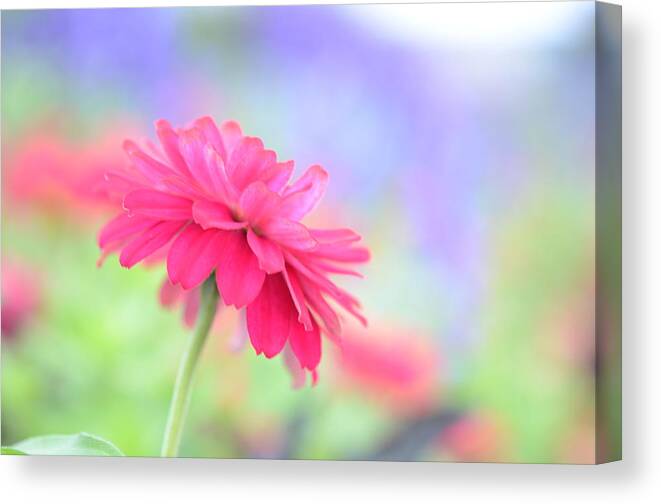 Pink Canvas Print featuring the photograph Peaceful Pink by Kathy Paynter