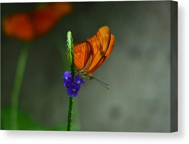 Butterfly Canvas Print featuring the photograph Peaceful by Stella Marin