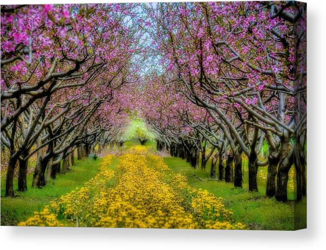 Spring Canvas Print featuring the photograph Peach Blossoms Dandelion Carpet by Henry Kowalski