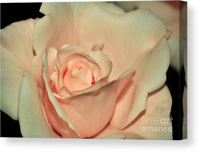 Photography Canvas Print featuring the photograph Peaches and Cream by Kaye Menner
