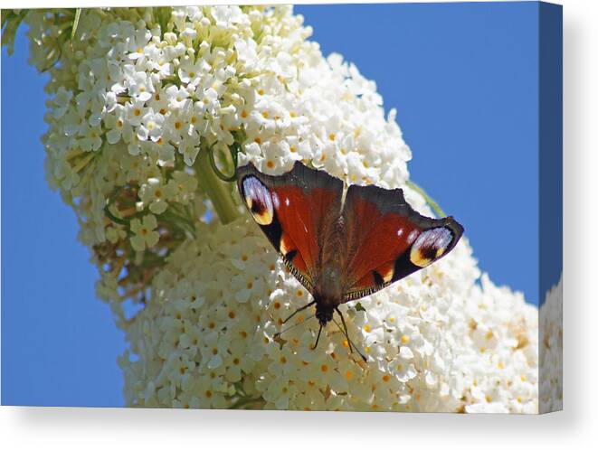 Peacock Canvas Print featuring the photograph Peacock Butterfly by David Birchall