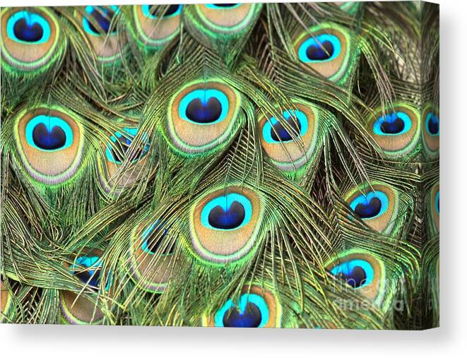 Peacock Feathers Canvas Print featuring the photograph Peacock Circles by Adam Jewell